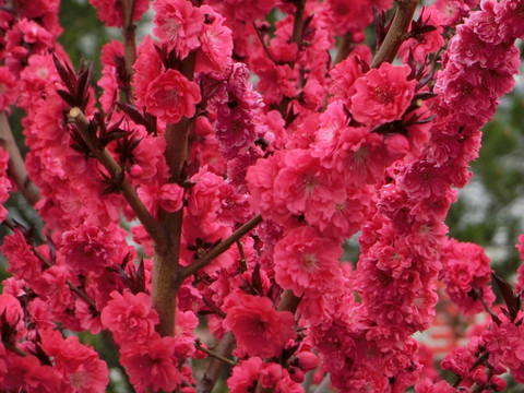 桃花 桃花背景