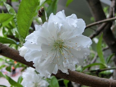 桃花 白色桃花