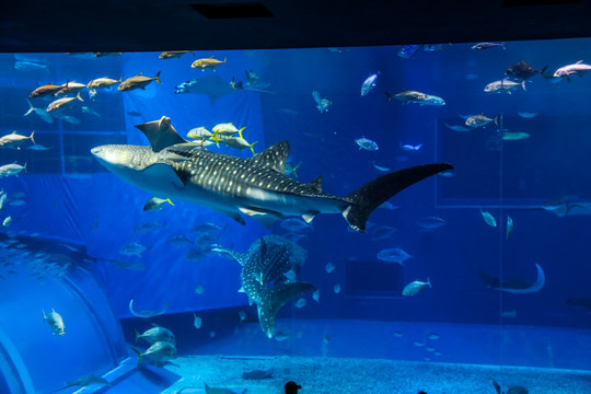 冲绳水族馆