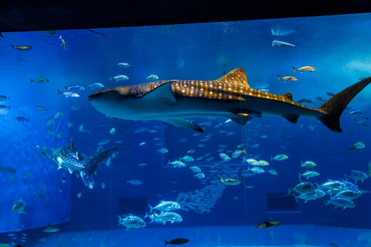 冲绳水族馆