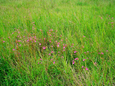 绿草地上的粉红色碎花
