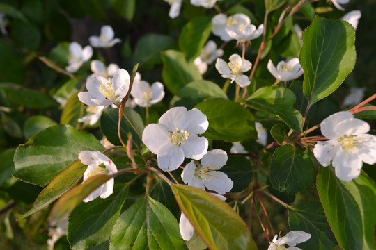 苹果花 苹果树