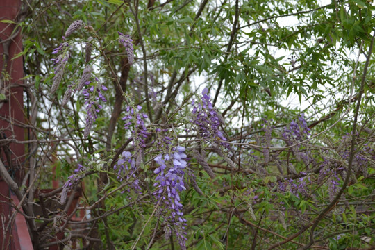 紫藤花  串花