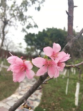 桃花