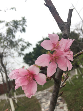 桃花