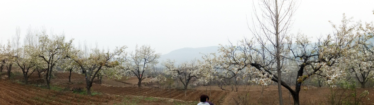 梨园风景