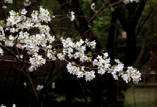 樱花