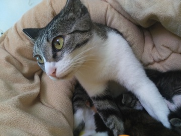 猫