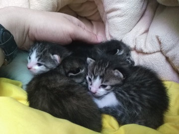 猫