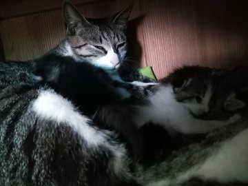 猫