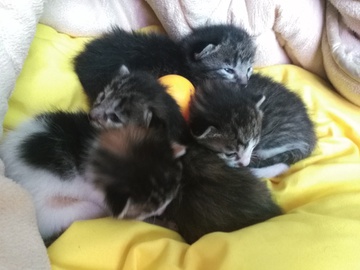 猫