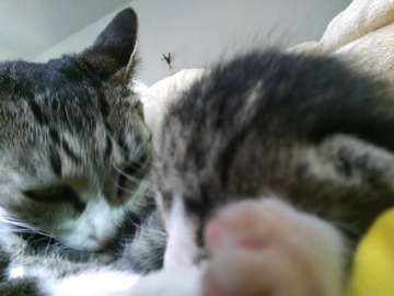 猫