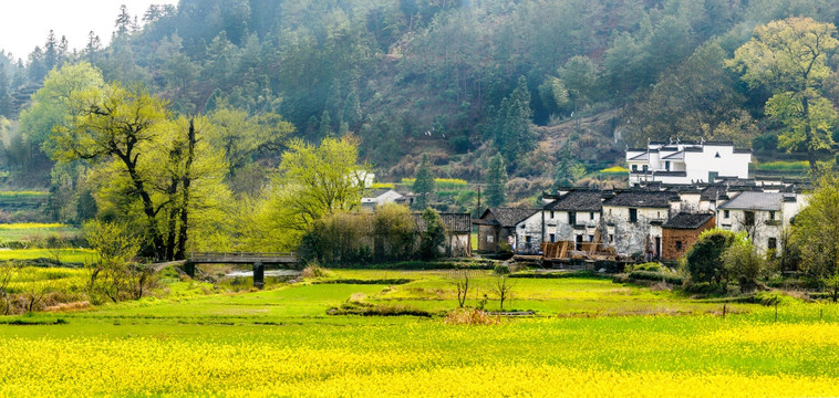 阳光古村油菜花