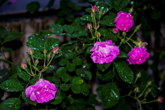 月季花