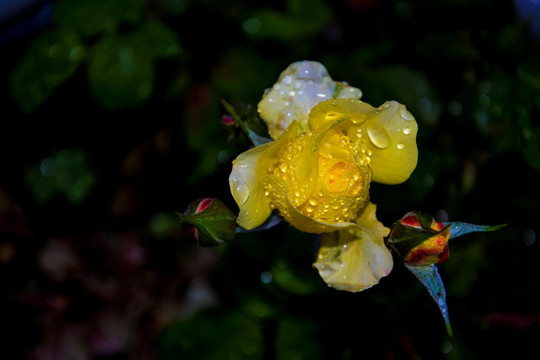 黄月季花