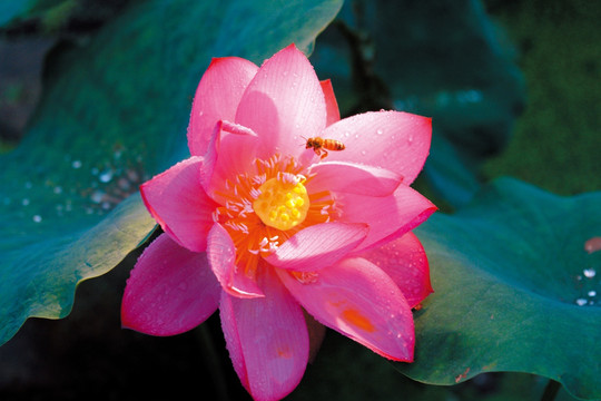 蜂花恋