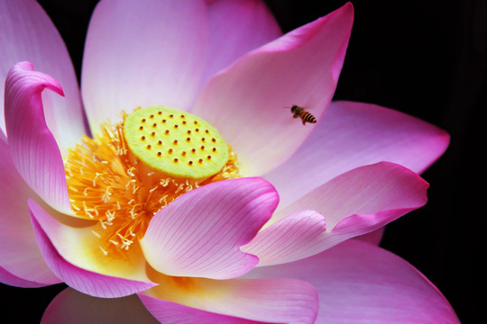荷花