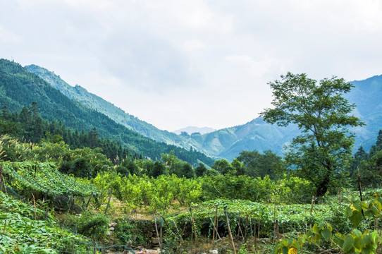 山岭风光