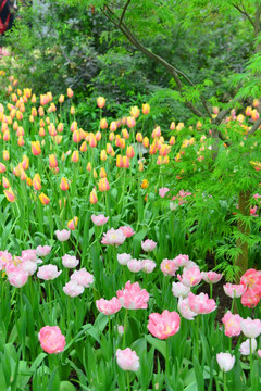 粉红色重瓣花朵 牡丹花型郁金香