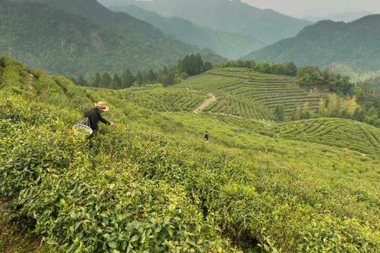 形容茶山自然美景图片