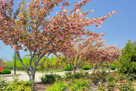 樱花树高清大图照片摄影图