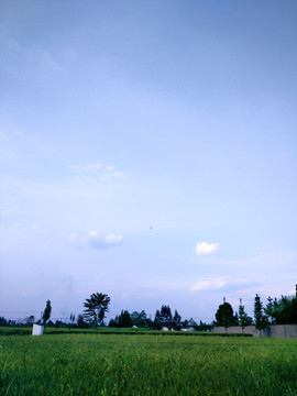 麦田