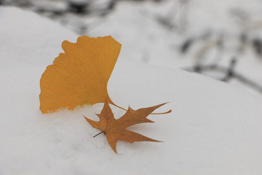 雪地上的叶子