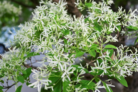 流苏木 流苏花