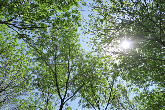 阳光大树 枝叶
