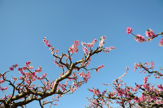 艳丽桃花开