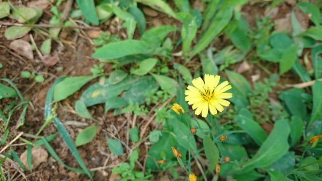 春天里的小黄花