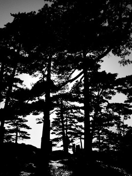 黄山松树黑白剪影照片