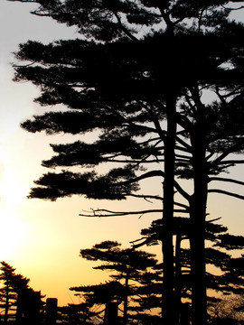 黄山松树 剪影摄影图片