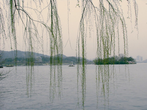 西湖 杨柳