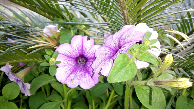 紫色色喇叭花