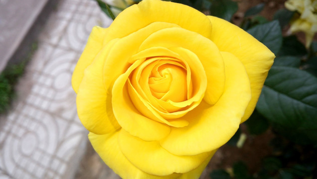 黄色月季花特写
