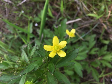 野花