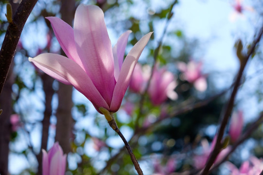 玉兰花
