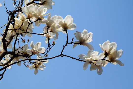 玉兰花