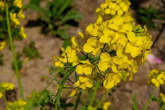 油菜花