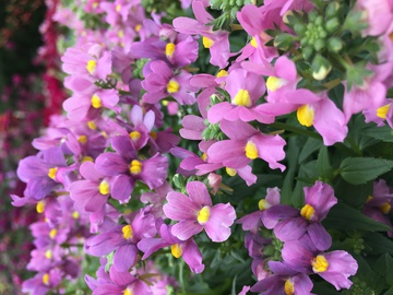 小紫花 