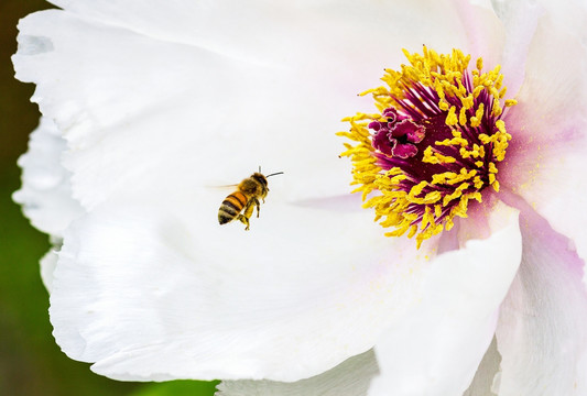 牡丹花与蜜蜂