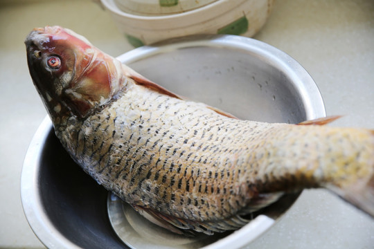 野生黄河鲤鱼