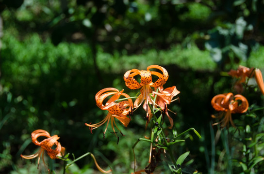 百合花