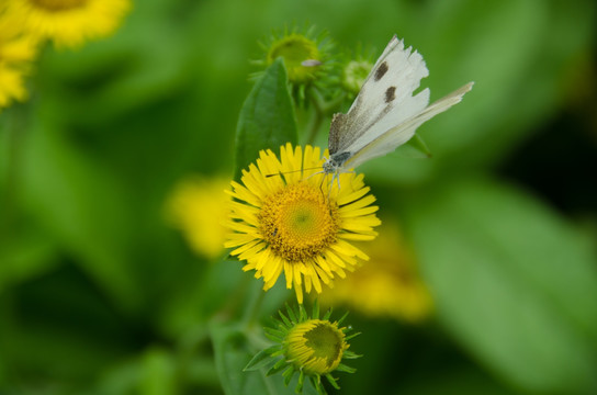 旋覆花 野花 蝴蝶