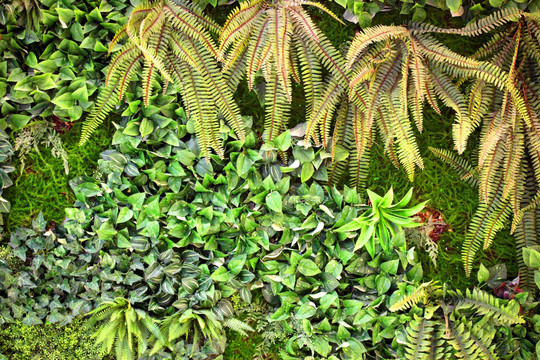 绿植 植物墙 超高清