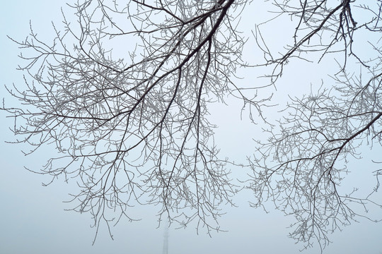 雾松 霜降 冬季景色