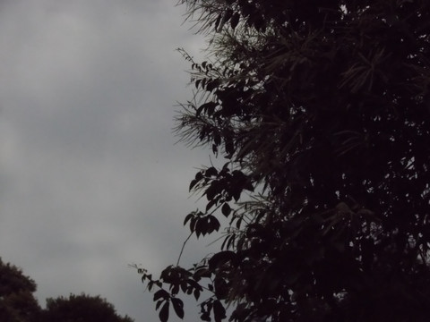 树影天空
