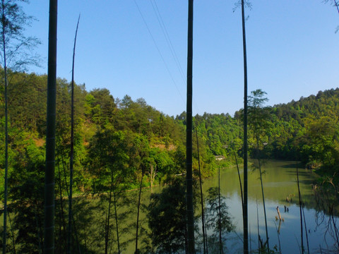 竹林河水