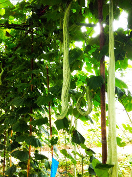 蛇瓜 绿色植物
